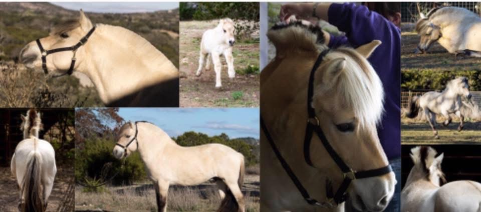 Landsdrop Ranch Fjord Horses - collage of photos