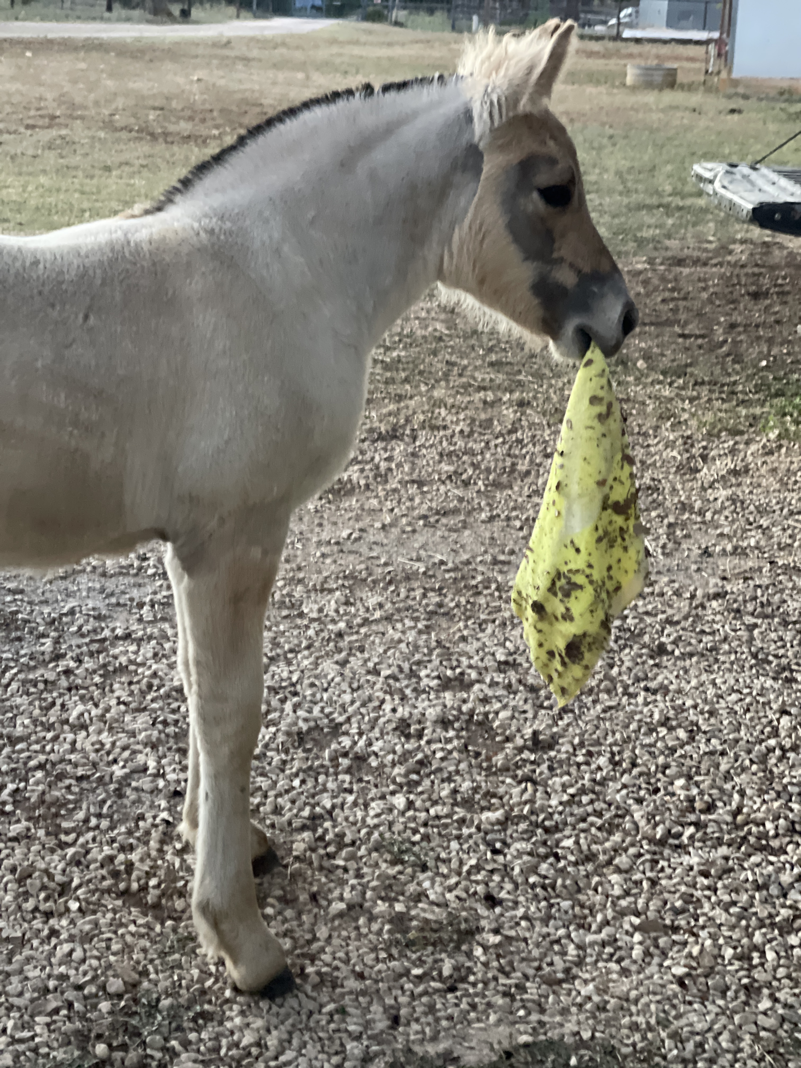 Landsdrop Vafler – Waffles