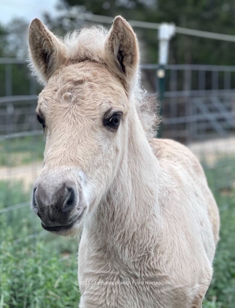 Meet Landsdrop Anders: 2024 Fjord Colt